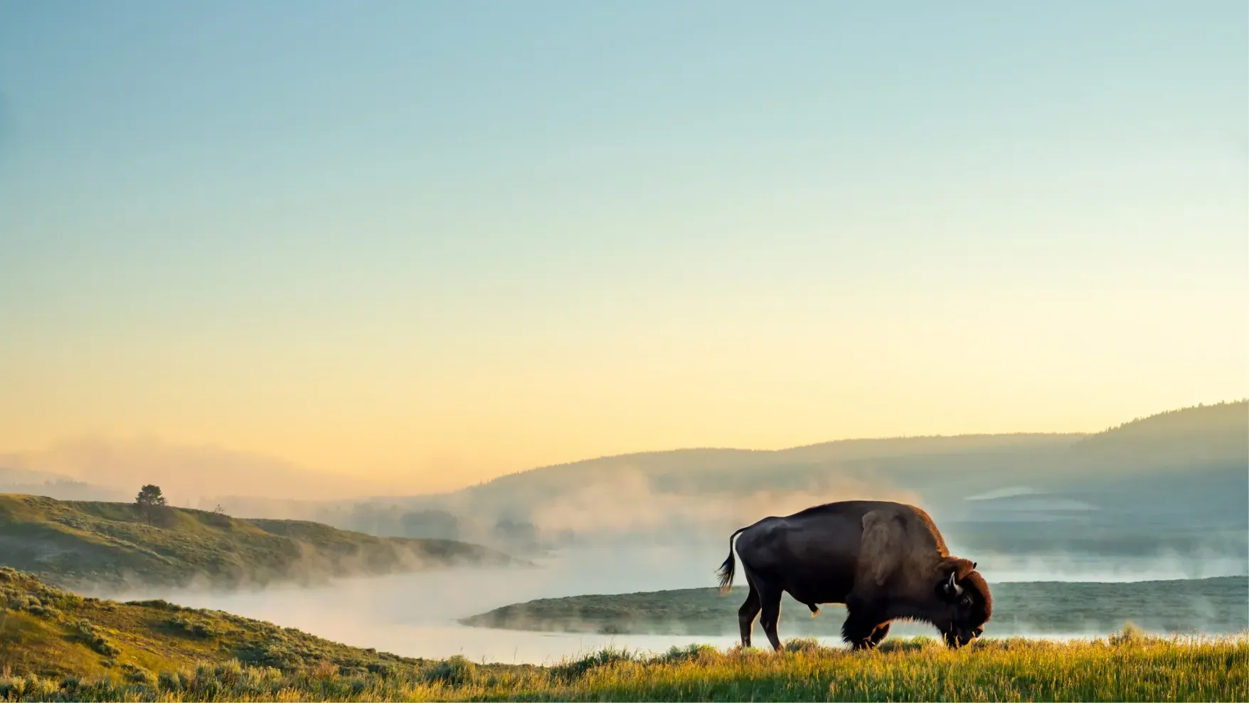 American bison grazing in a misty Montana valley at sunrise, symbolizing Big Sky Doors’ Montana heritage.